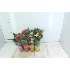 ANTHURIUM VARIADO P09