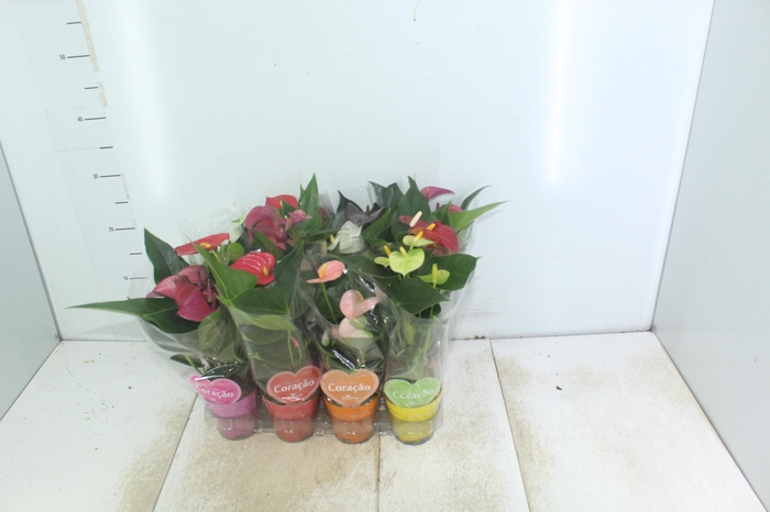 <h4>ANTHURIUM VARIADO P09</h4>