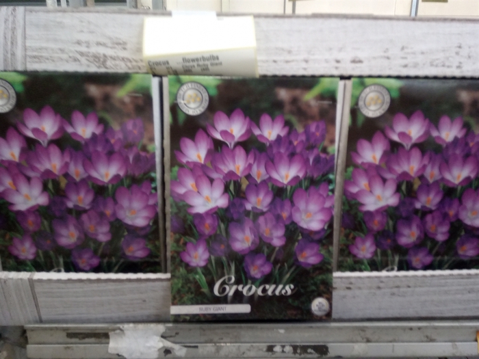 <h4>Crocus   ...flowerbulbs</h4>