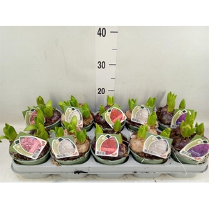 Hyacinthus orie.   ...mix 4