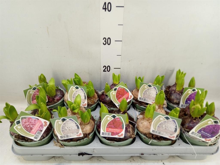 <h4>Hyacinthus orie. ...mix 4</h4>