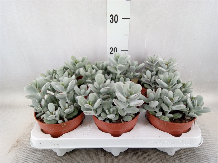 <h4>Cotyledon  'Coral'</h4>