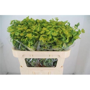 Bupleurum Rotundifol