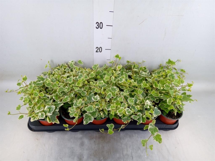 <h4>Hedera helix 'White Wonder'</h4>