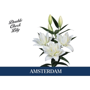 LI OR DU AMSTERDAM 4+