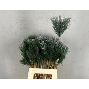 Stick Pinus+Snow