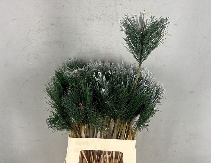 <h4>Stick Pinus+Snow</h4>