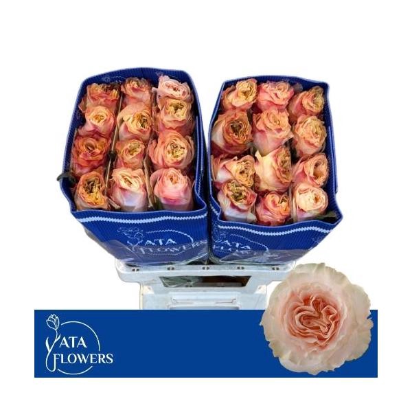 <h4>R Gr Princess Crown</h4>