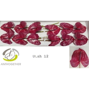 Anthurium andr. 'Utah'