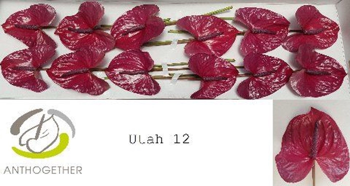 <h4>Anthurium andr. 'Utah'</h4>