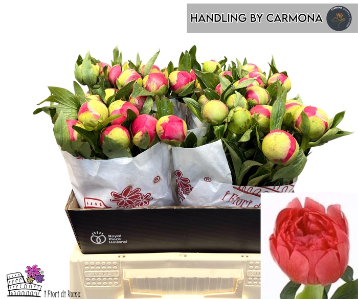 <h4>PAEO CORAL SUNSET</h4>