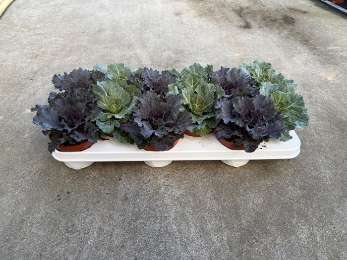 <h4>Brassica Oleracea</h4>