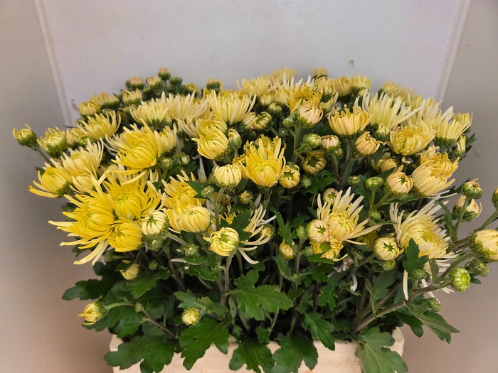 <h4>CHR T WHITE SPIDER</h4>