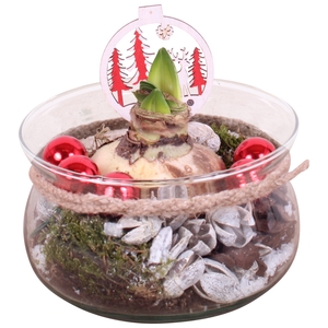 Opm Christmas Arr. Amaryllis Glass Bowl + Rope