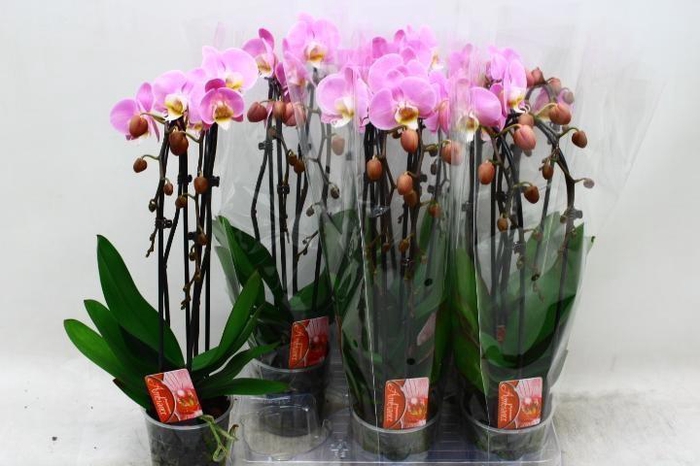<h4>PHAL EL CASCADE</h4>