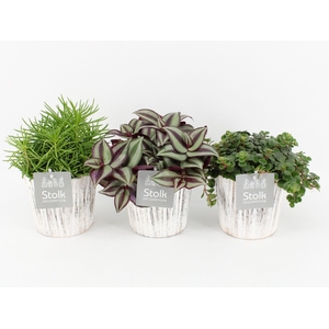 Pure Green Mix in Wood wit soorten : Rhipsalis, Tradescantia, Sedum