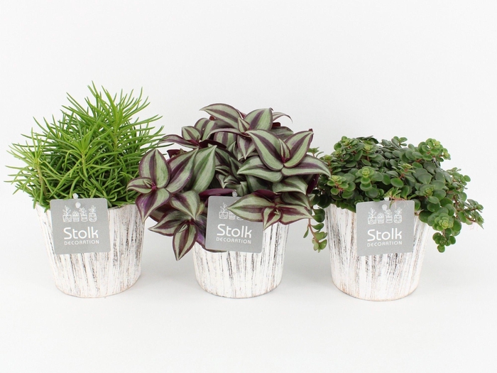 <h4>Pure Green Mix in Wood wit soorten : Rhipsalis, Tradescantia, Sedum</h4>