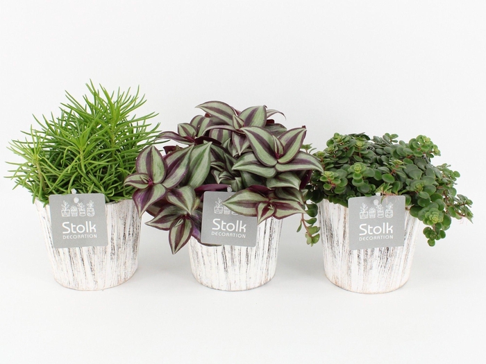 <h4>Pure Green Mix in Wood wit soorten : Rhipsalis, Tradescantia, Sedum</h4>