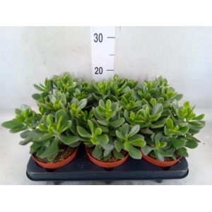 Crassula  'Minova Magic'