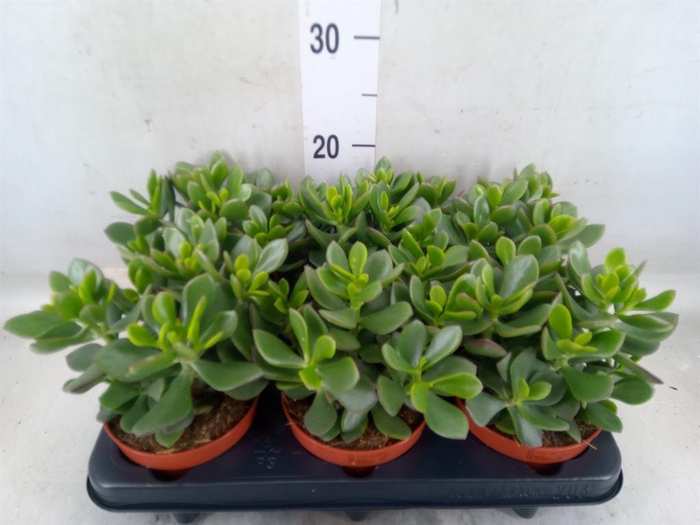 <h4>Crassula  'Minova Magic'</h4>