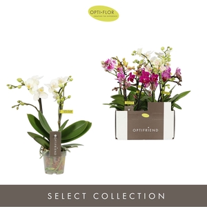 Phalaenopsis multi.   ...mix  5