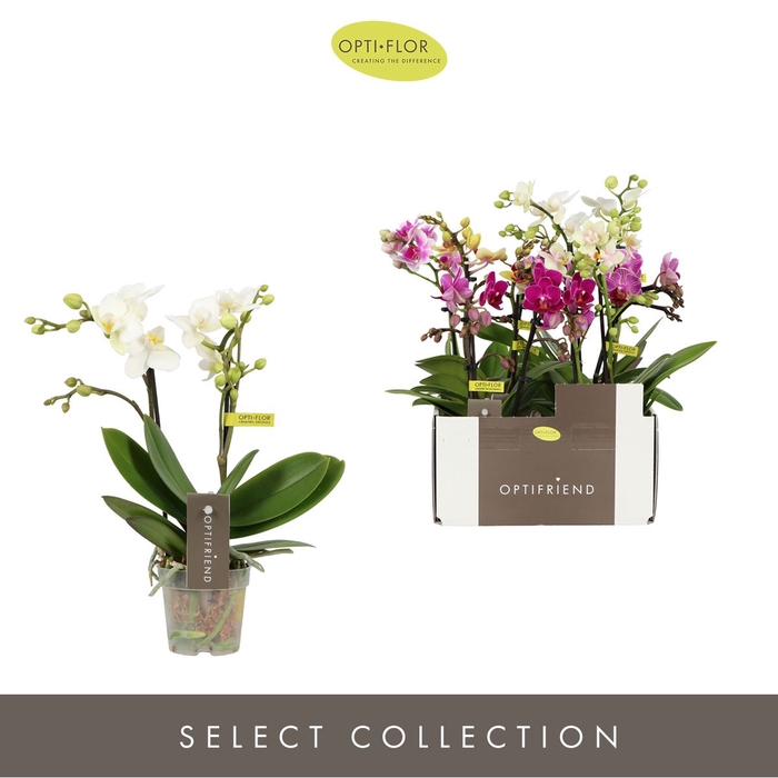 <h4>Phalaenopsis multi.   ...mix  5</h4>