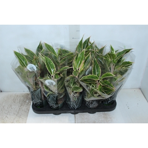 AGLAONEMA PINK AURORA P12