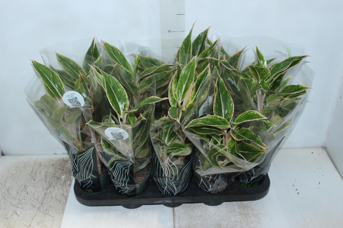 <h4>AGLAONEMA PINK AURORA P12</h4>