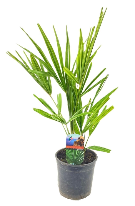 <h4>Trachycarpus fortunei</h4>