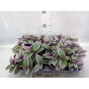 Tradescantia albif. 'Nanouk'