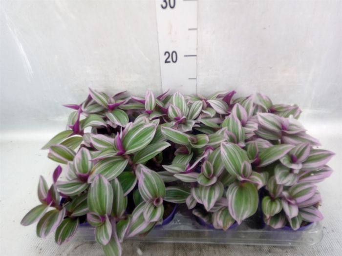 <h4>Tradescantia albif. 'Nanouk'</h4>