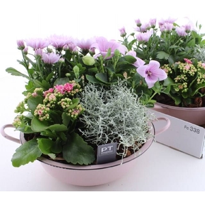 ARR TUINPLANTEN