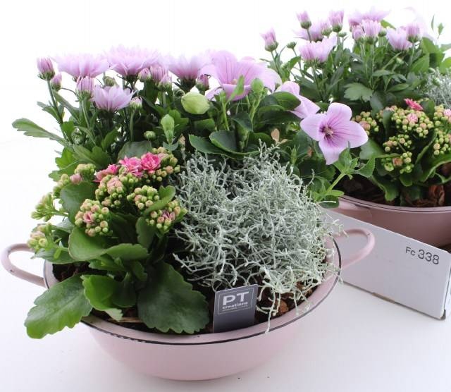 <h4>ARR TUINPLANTEN</h4>