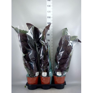 Calathea sanderiana