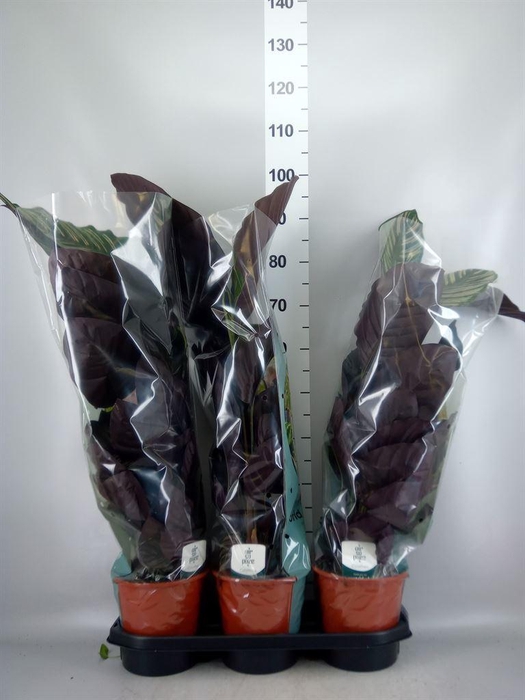 <h4>Calathea sanderiana</h4>