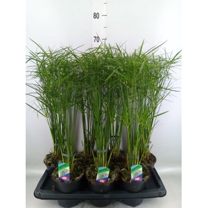 Cyperus alternifolius 'Gracilis'