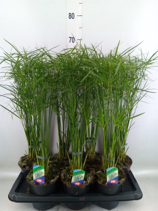 <h4>Cyperus alternifolius 'Gracilis'</h4>