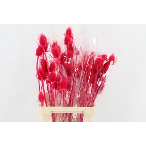 DF Dipsacus Cerise Bs 130g
