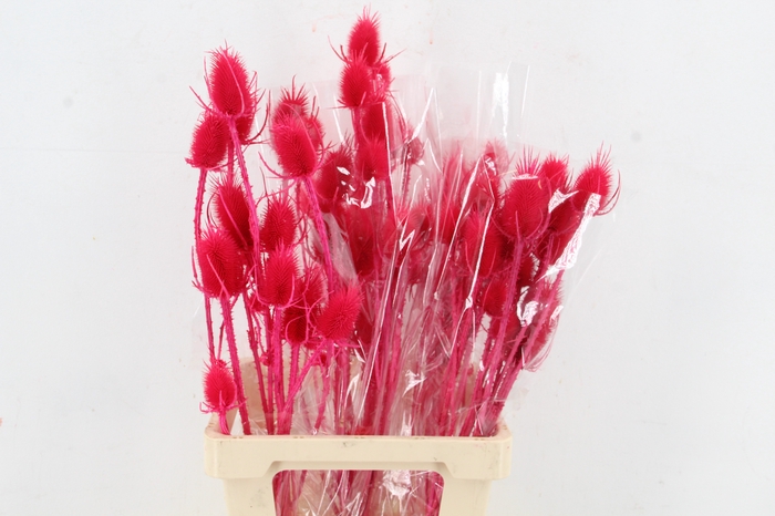 <h4>DF Dipsacus Cerise Bs 130g</h4>