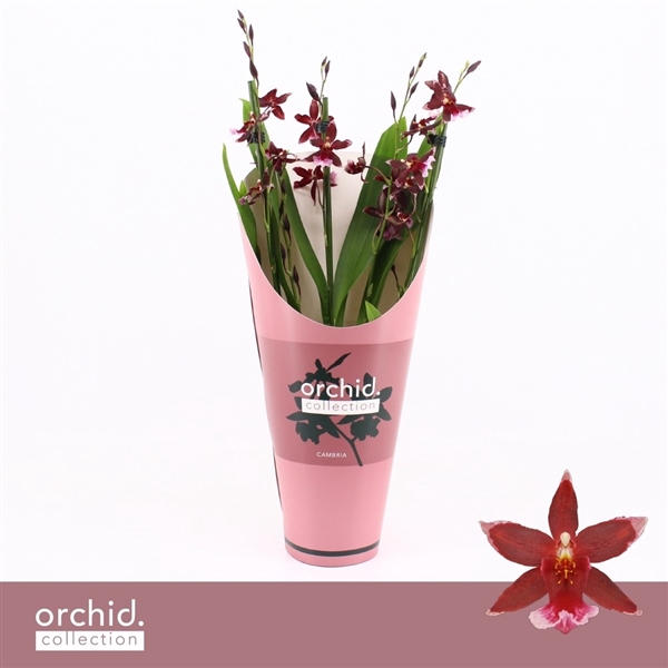 <h4>Barrocco Red, 3/4-spike Compact 'Orchid Collection' Potcover</h4>