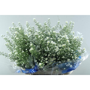 Aster Monte Cassino(wit) 90/40