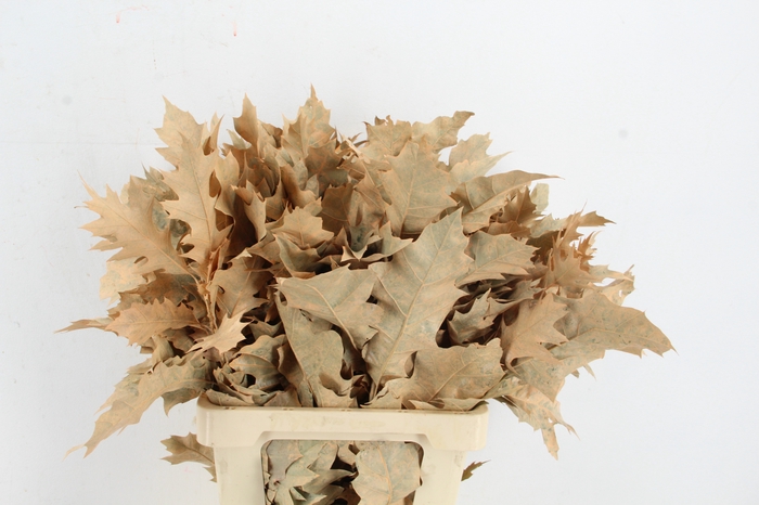 <h4>QUERC RUBRA 60CM APRICOT</h4>