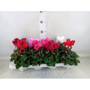 Cyclamen MD 'Allure'