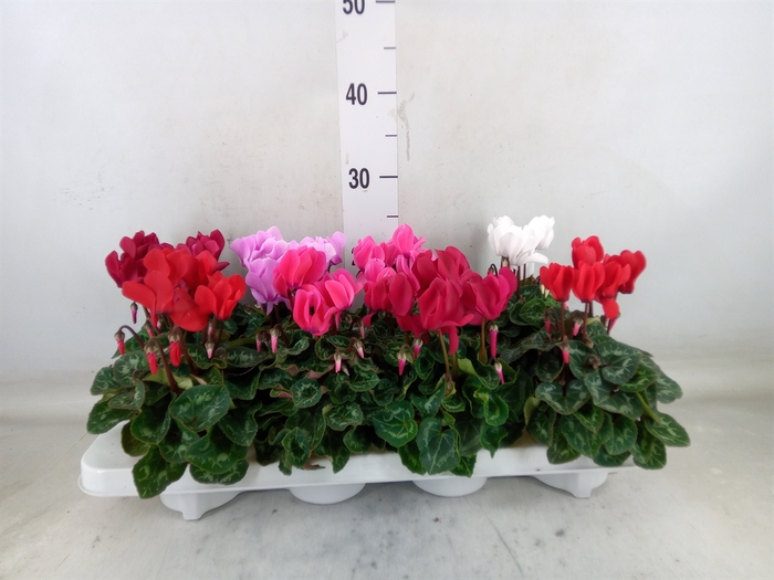 <h4>Cyclamen MD 'Allure'</h4>
