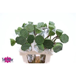 Nelumbo Nucifera