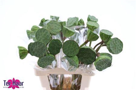 <h4>Nelumbo Nucifera</h4>