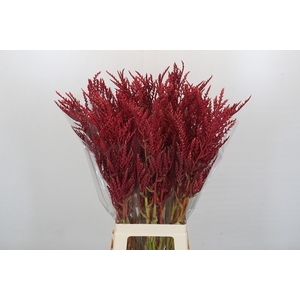 Bromelia Red Paloma