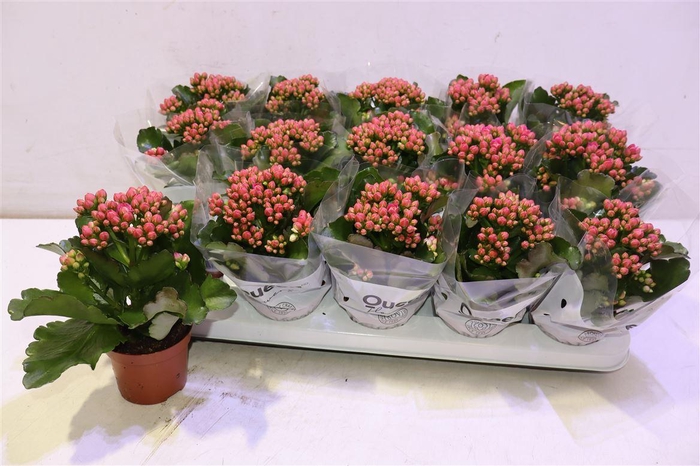 <h4>Kal Ge Rf Audrey</h4>