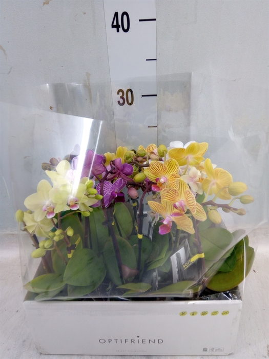 <h4>Phalaenopsis multi.   ...mix  5</h4>