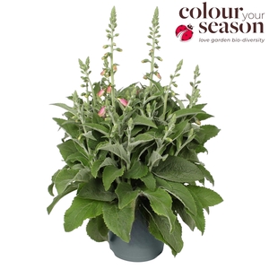 Digitalis pur. Lucas